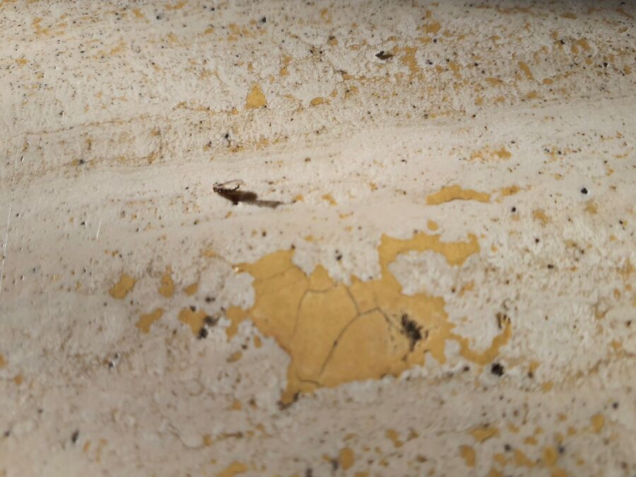 desinfestateur a-Puidoux-Inspektion.jpeg