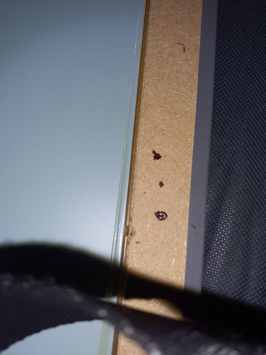 desinfestateur a-Pierrafortscha-Inspektion.jpeg