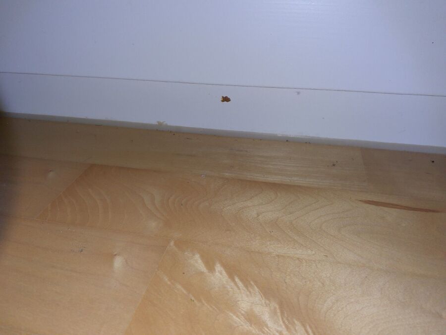 desinfestateur a-Plaffeien-Inspektion.jpeg