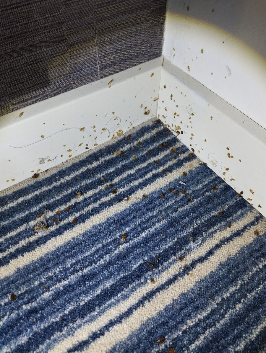 desinfestateur a-Puplinge-Inspektion.jpeg