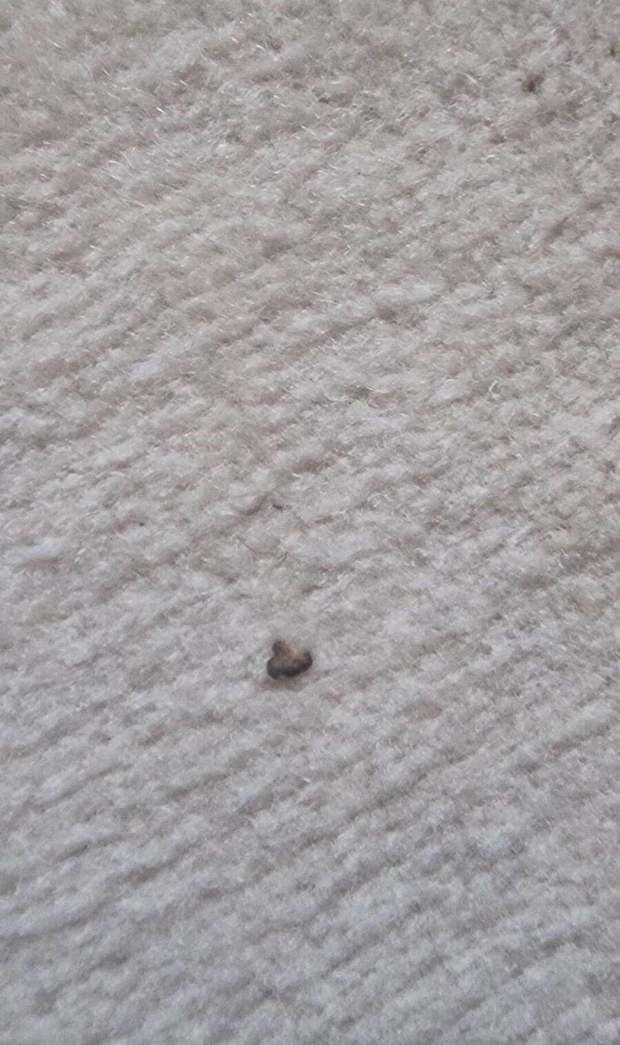 desinfestateur a-Saint-Saphorin (Lavaux)-Inspektion.jpeg