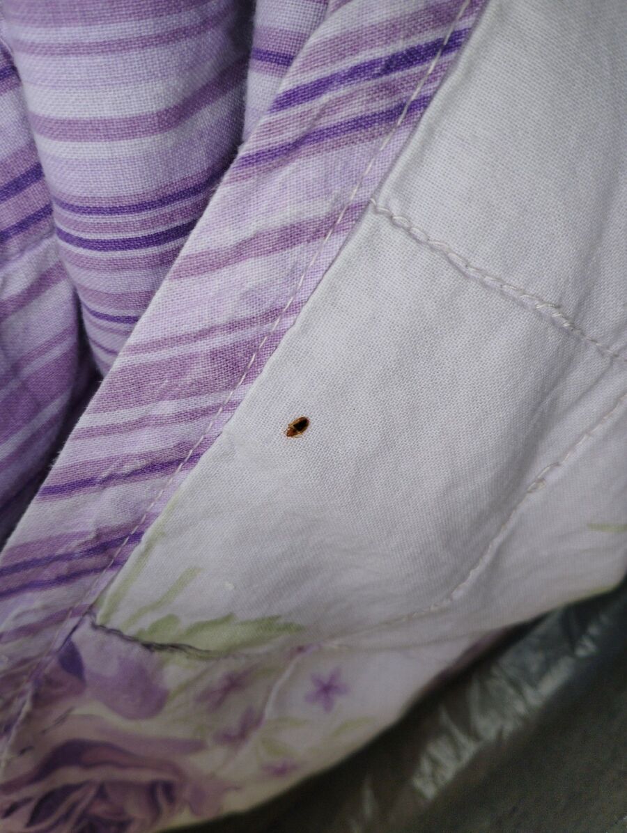 desinfestateur a-Siviriez-Inspektion.jpeg