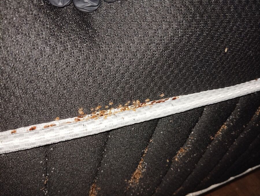 desinfestateur a-Bonfol-Inspektion.jpeg