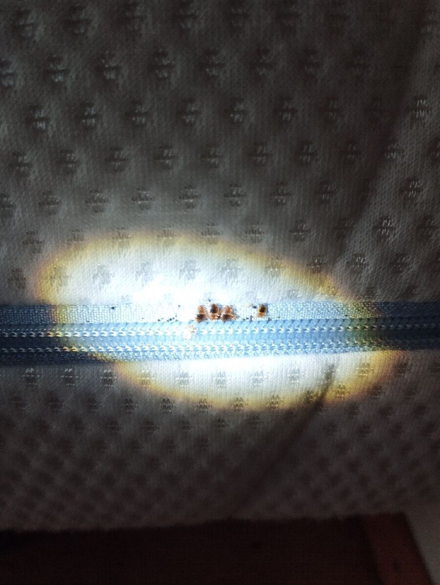 desinfestateur a-Surpierre-Inspektion.jpeg