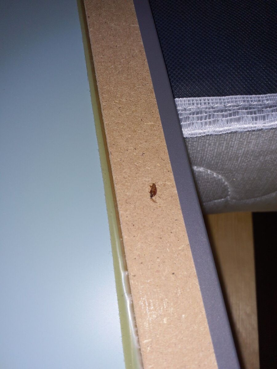 desinfestateur a-Courchavon-Inspektion.jpeg