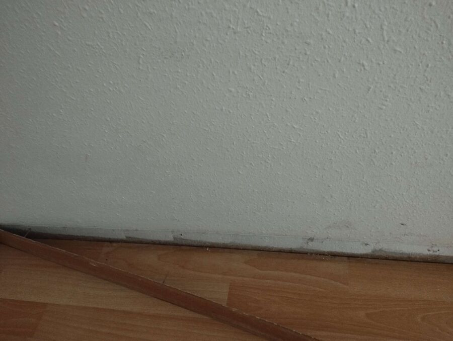 desinfestateur a-Treytorrens (Payerne)-Inspektion.jpeg