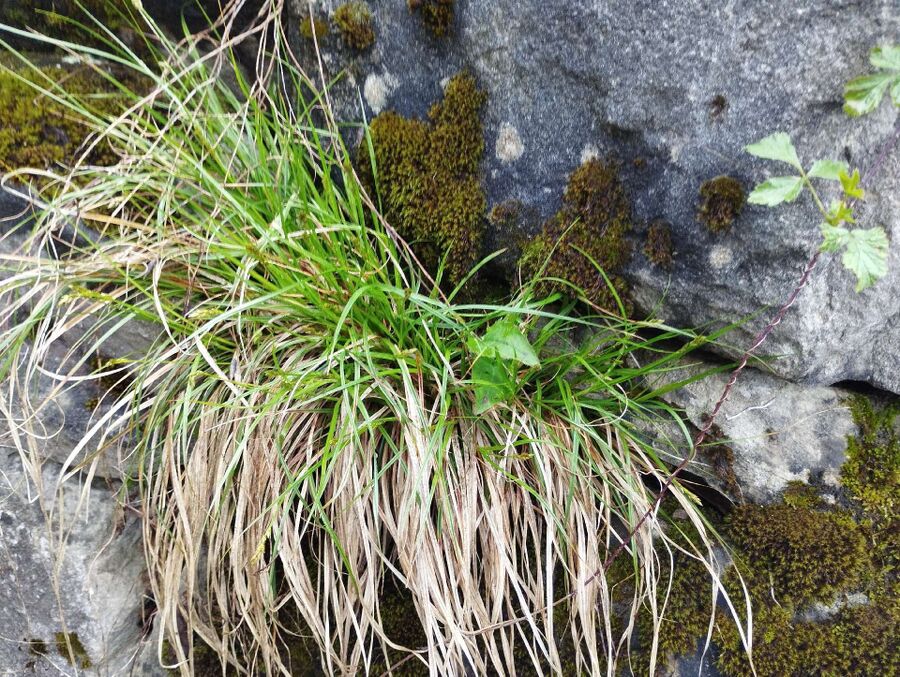 desinfestateur exterminateur-Movelier-Einsatzvorbereitung.jpeg
