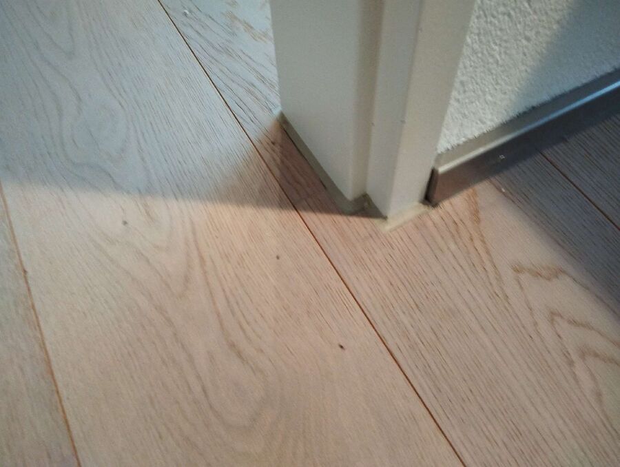 desinfestateur exterminateur-Muriaux-Einsatzvorbereitung.jpeg