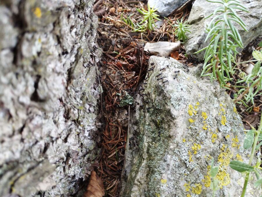 desinfestateur exterminateur-La Sagne-Einsatzvorbereitung.jpeg