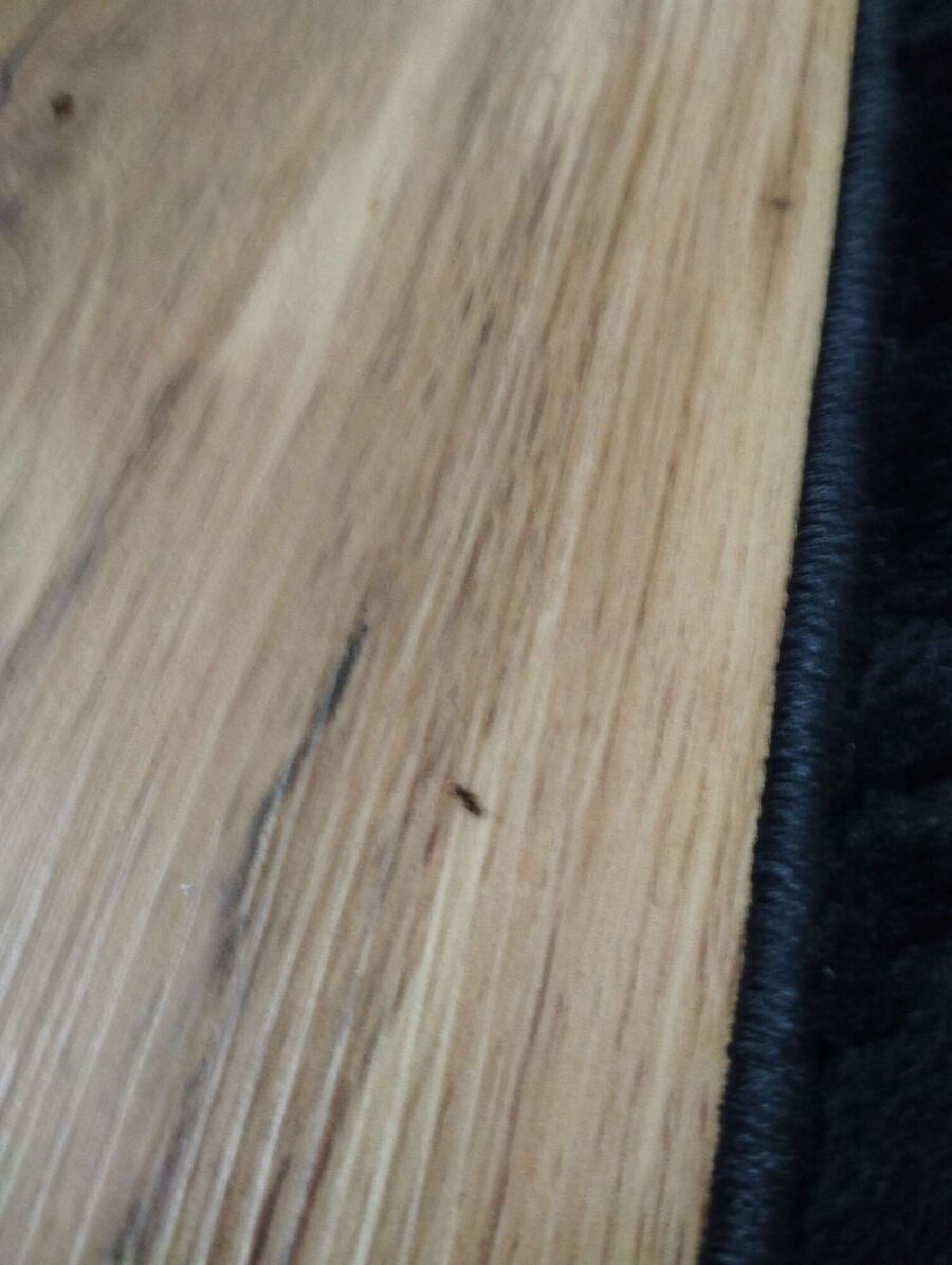 desinfestateur exterminateur-Anniviers-Einsatzvorbereitung.jpeg