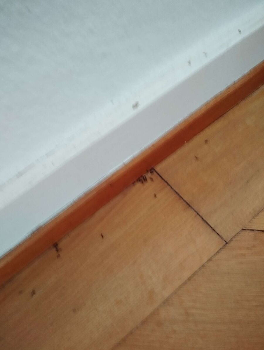 desinfestateur exterminateur-La Tène-Einsatzvorbereitung.jpeg