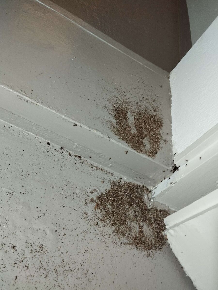 desinfestateur exterminateur-Bourg-Saint-Pierre-Einsatzvorbereitung.jpeg