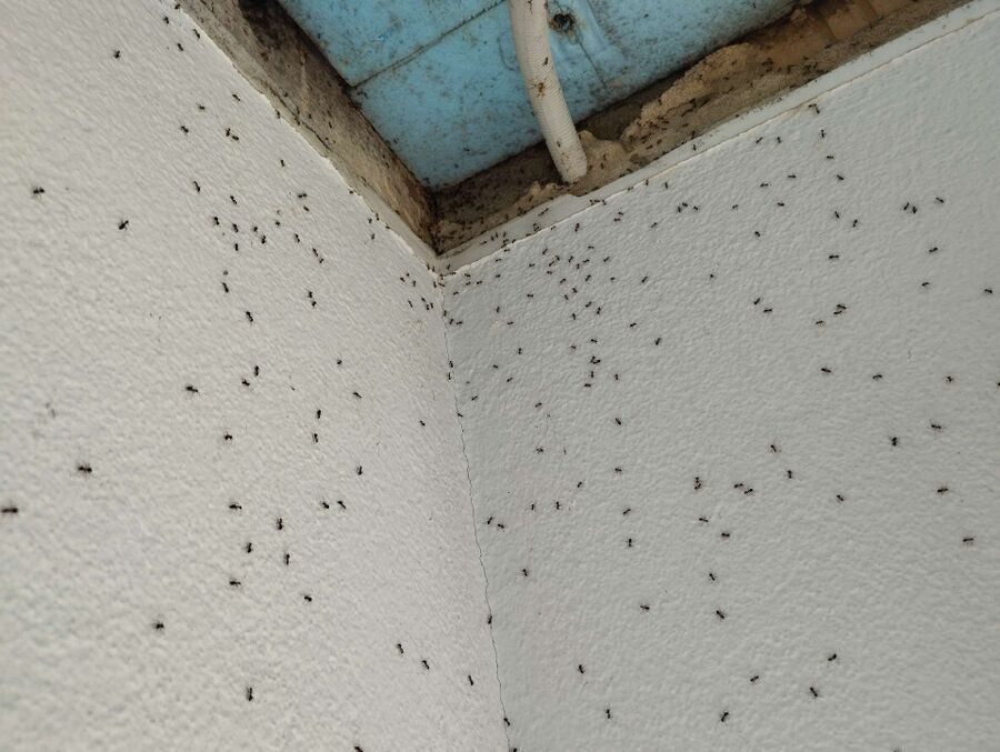 desinfestateur exterminateur-Embd-Einsatzvorbereitung.jpeg