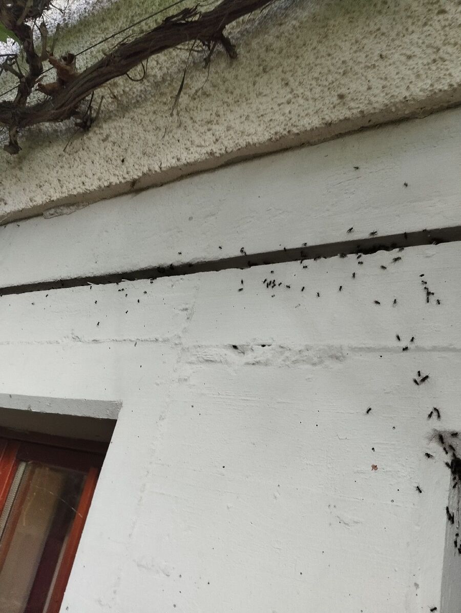 desinfestateur exterminateur-Finhaut-Einsatzvorbereitung.jpeg