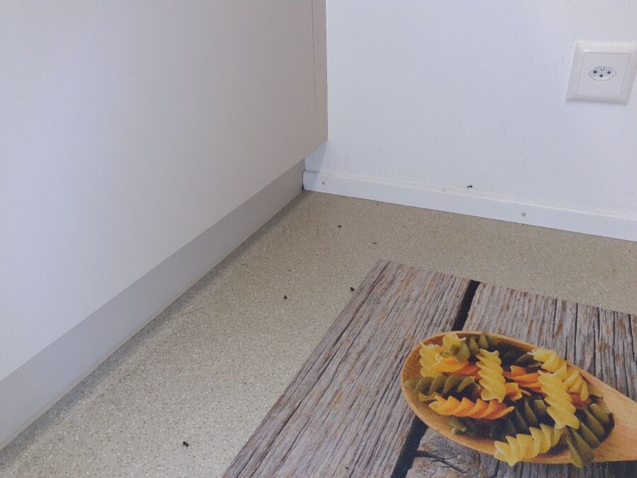 desinfestateur exterminateur-Goms-Einsatzvorbereitung.jpeg