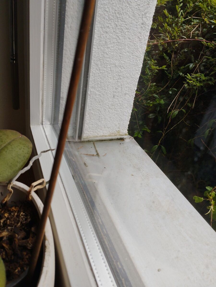 desinfestateur exterminateur-Leytron-Einsatzvorbereitung.jpeg