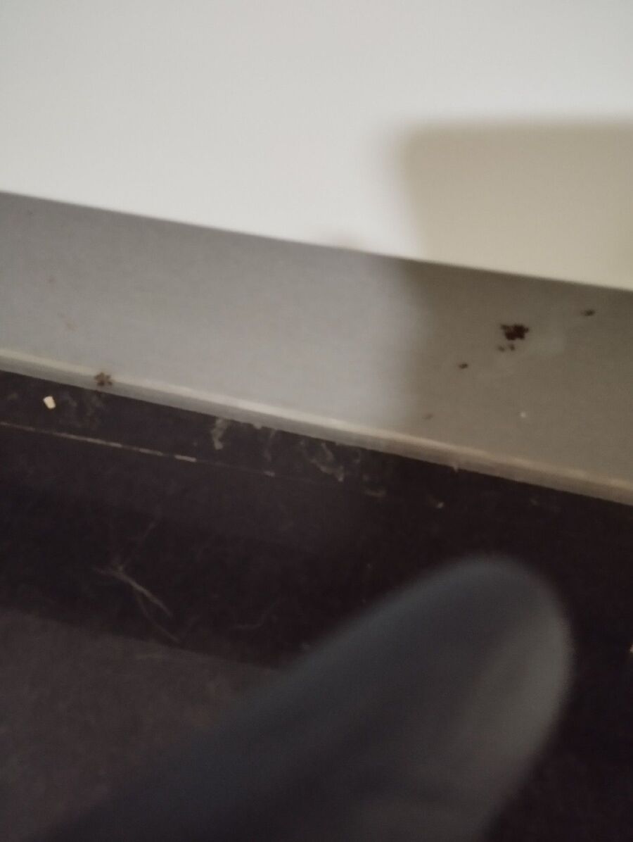 desinfestateur exterminateur-Mont-Noble-Einsatzvorbereitung.jpeg