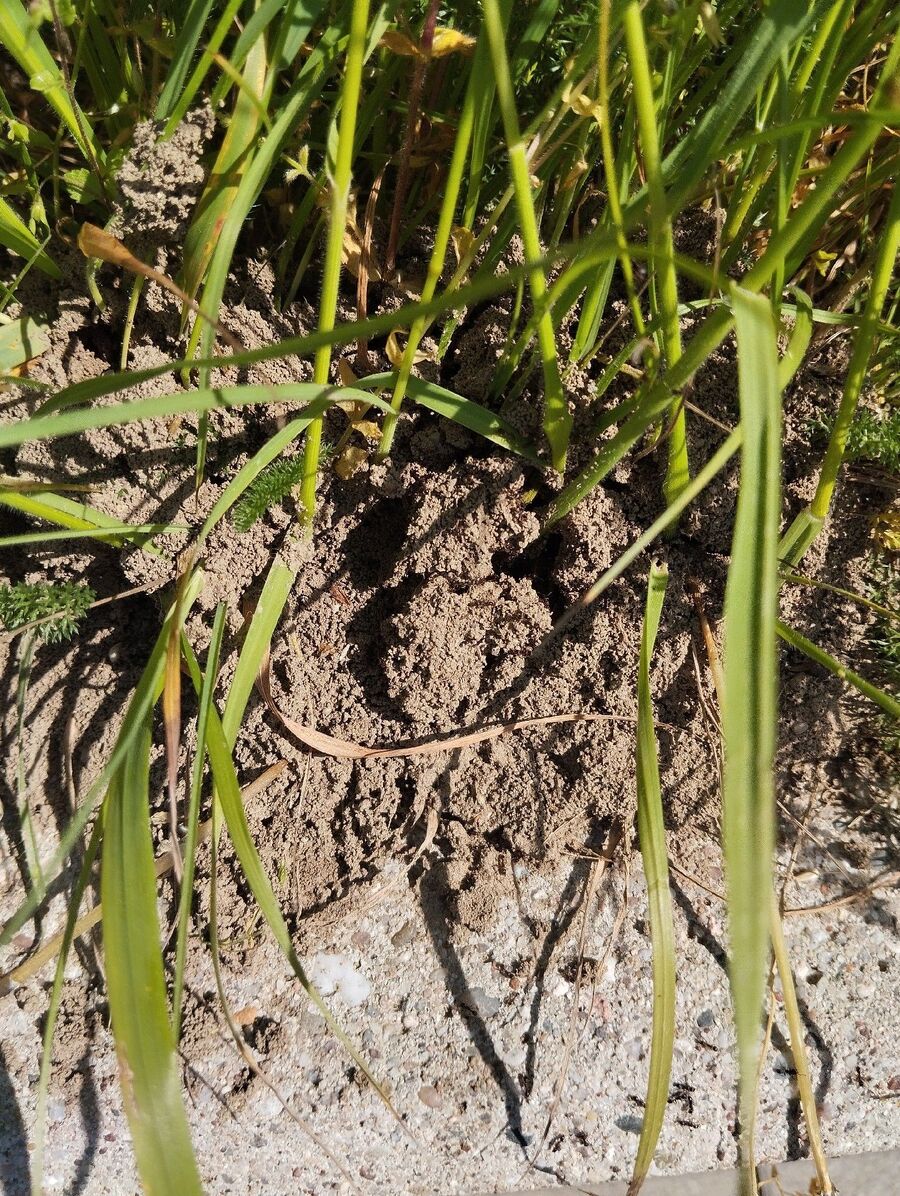 desinfestateur exterminateur-Noble-Contrée-Einsatzvorbereitung.jpeg