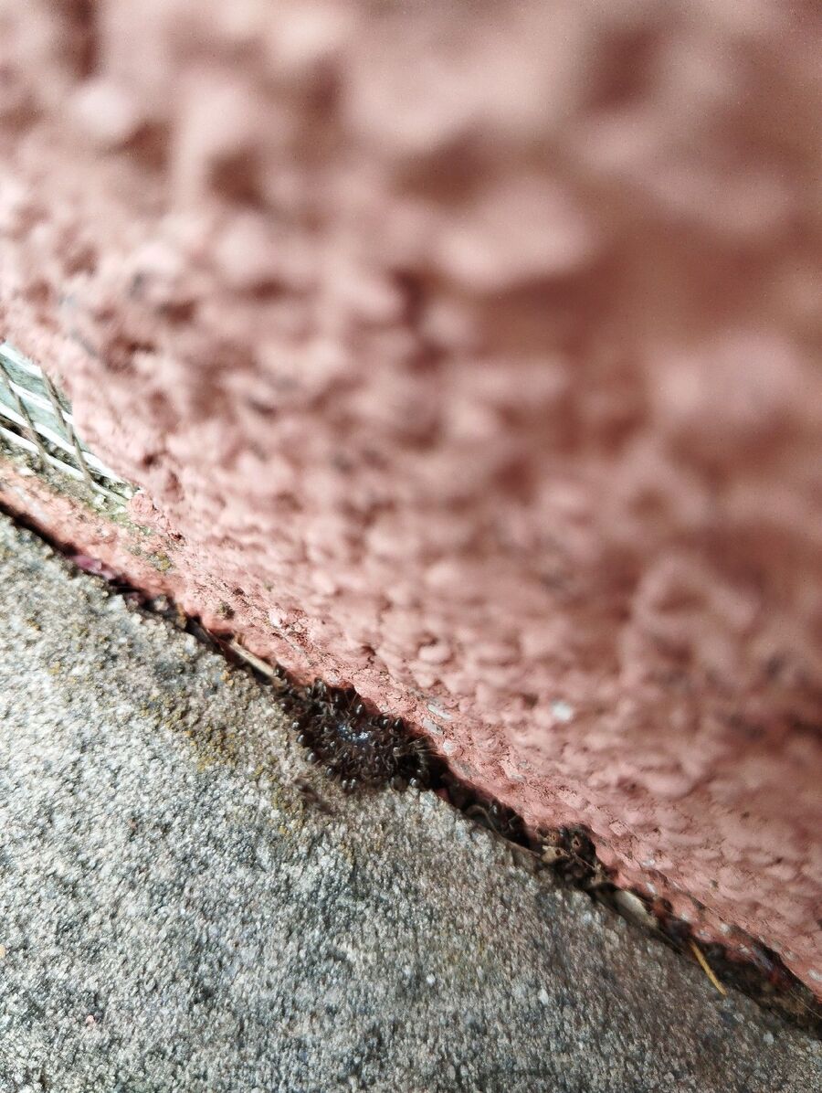 desinfestateur exterminateur-Port-Valais-Einsatzvorbereitung.jpeg