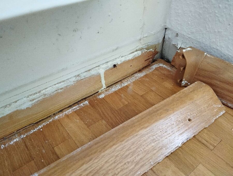 desinfestateur exterminateur-Cornaux-Einsatzvorbereitung.jpeg