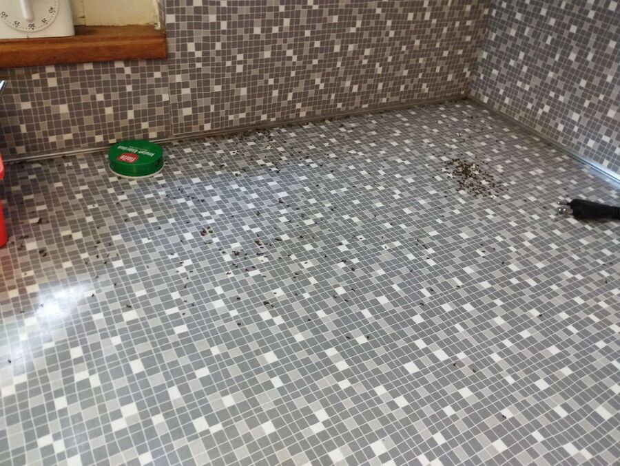 desinfestateur exterminateur-Lignières-Einsatzvorbereitung.jpeg