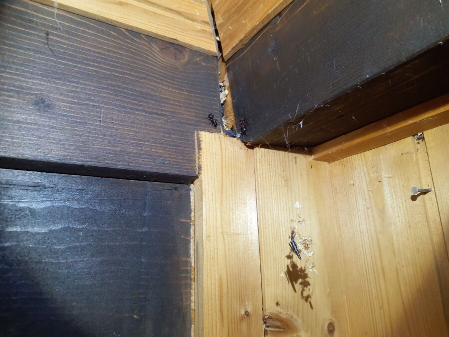 desinfestateur exterminateur-Ried-Brig-Einsatzvorbereitung.jpeg