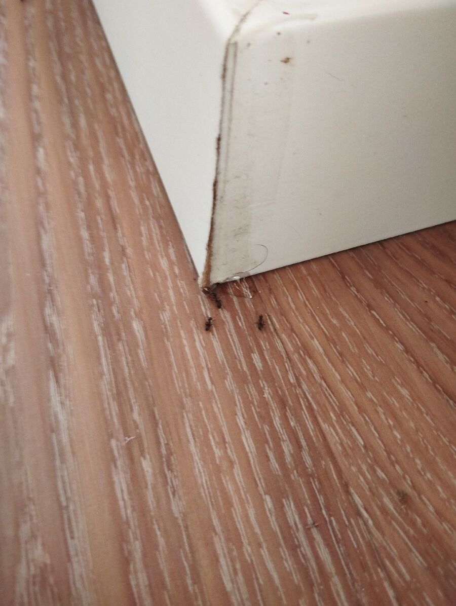 desinfestateur a-Saas-Fee-Inspektion.jpeg