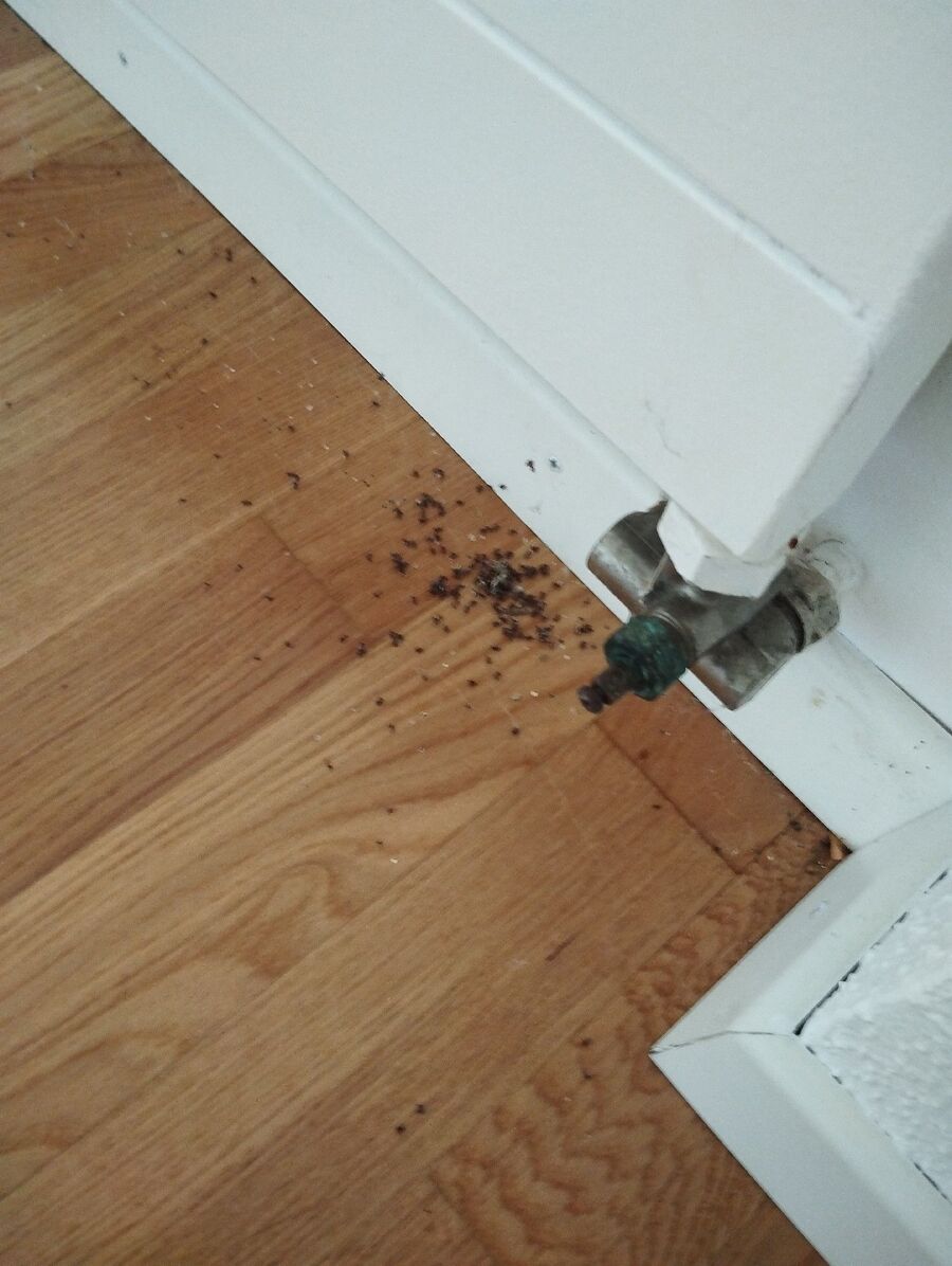 desinfestateur exterminateur-Saint-Maurice-Einsatzvorbereitung.jpeg