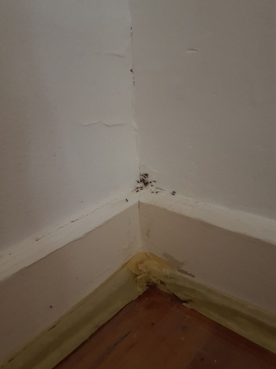 desinfestateur exterminateur-Sembrancher-Einsatzvorbereitung.jpeg