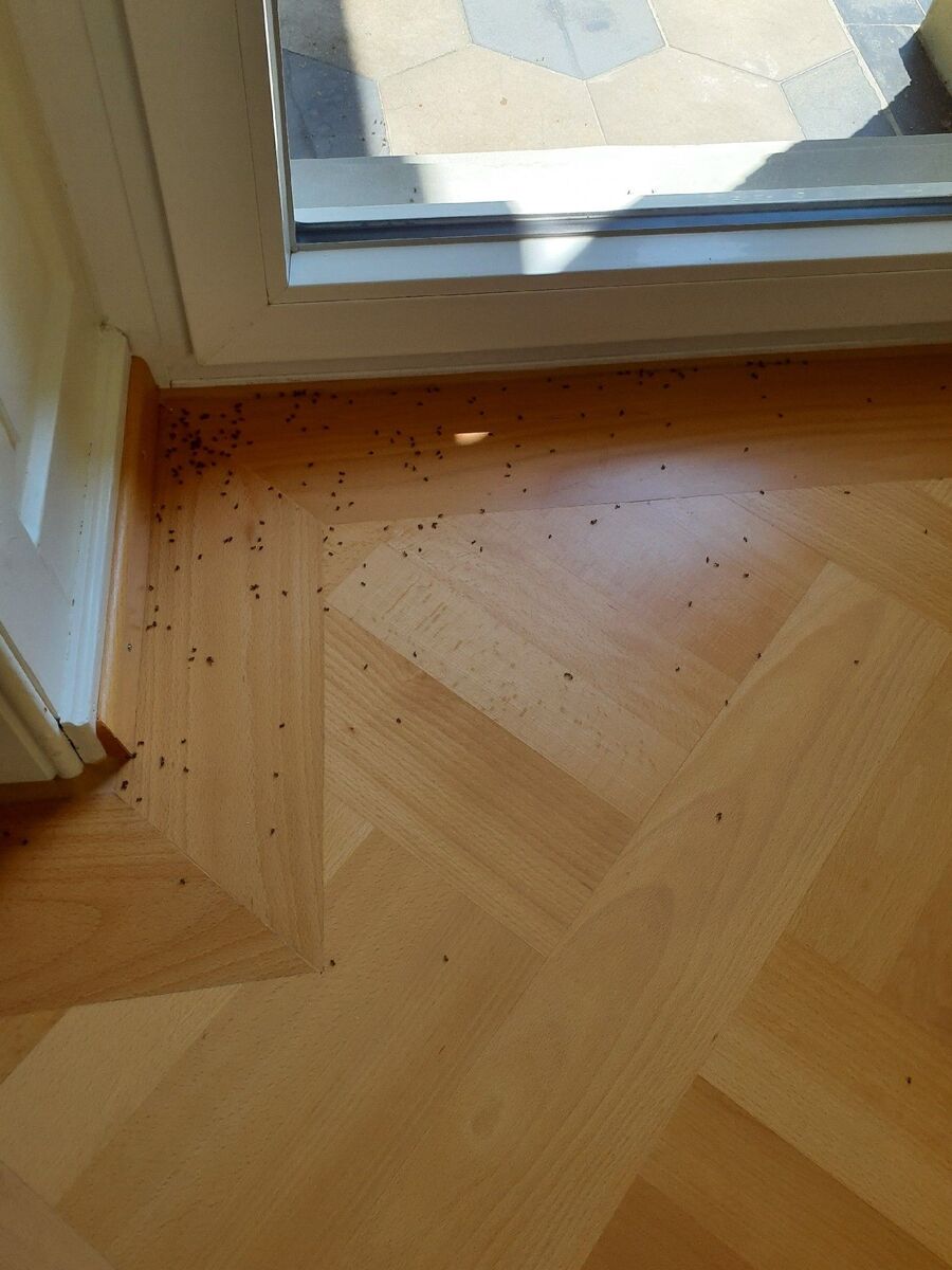 desinfestateur exterminateur-Simplon-Einsatzvorbereitung.jpeg