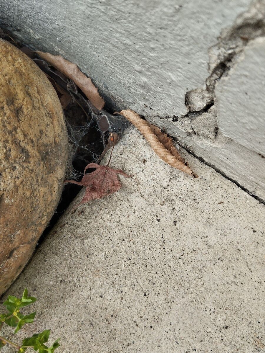 desinfestateur exterminateur-Törbel-Einsatzvorbereitung.jpeg