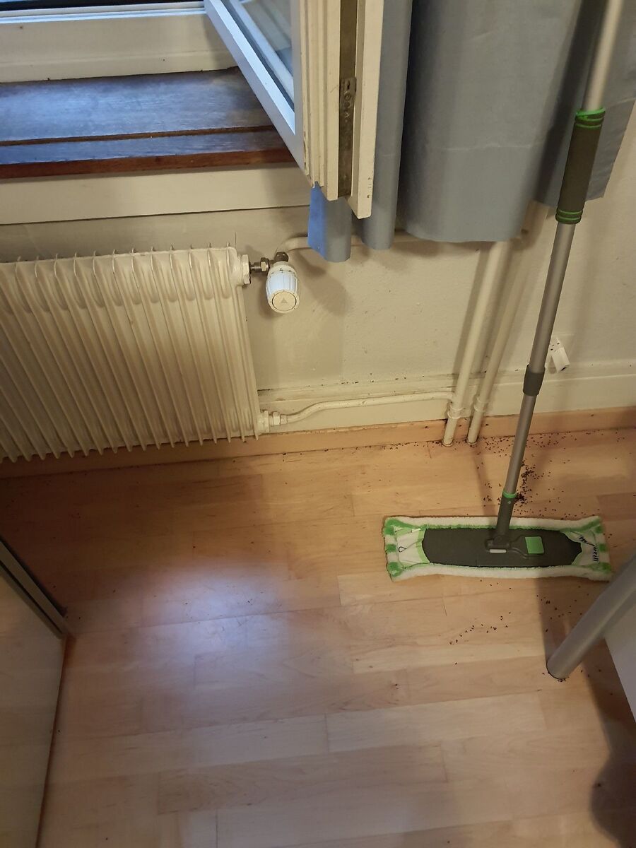 desinfestateur exterminateur-Visperterminen-Einsatzvorbereitung.jpeg