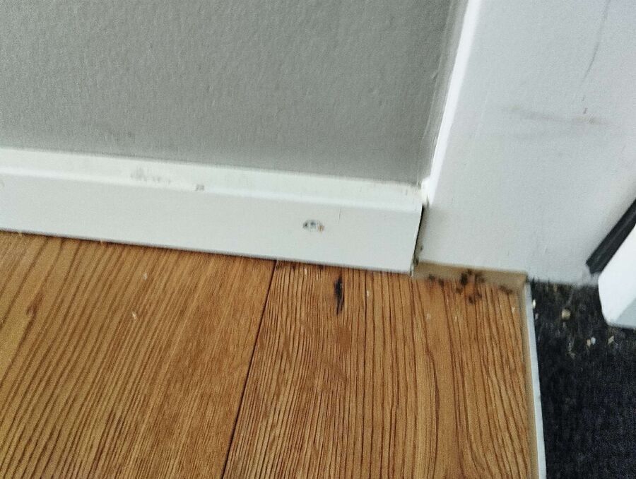 desinfestateur exterminateur-Auboranges-Einsatzvorbereitung.jpeg