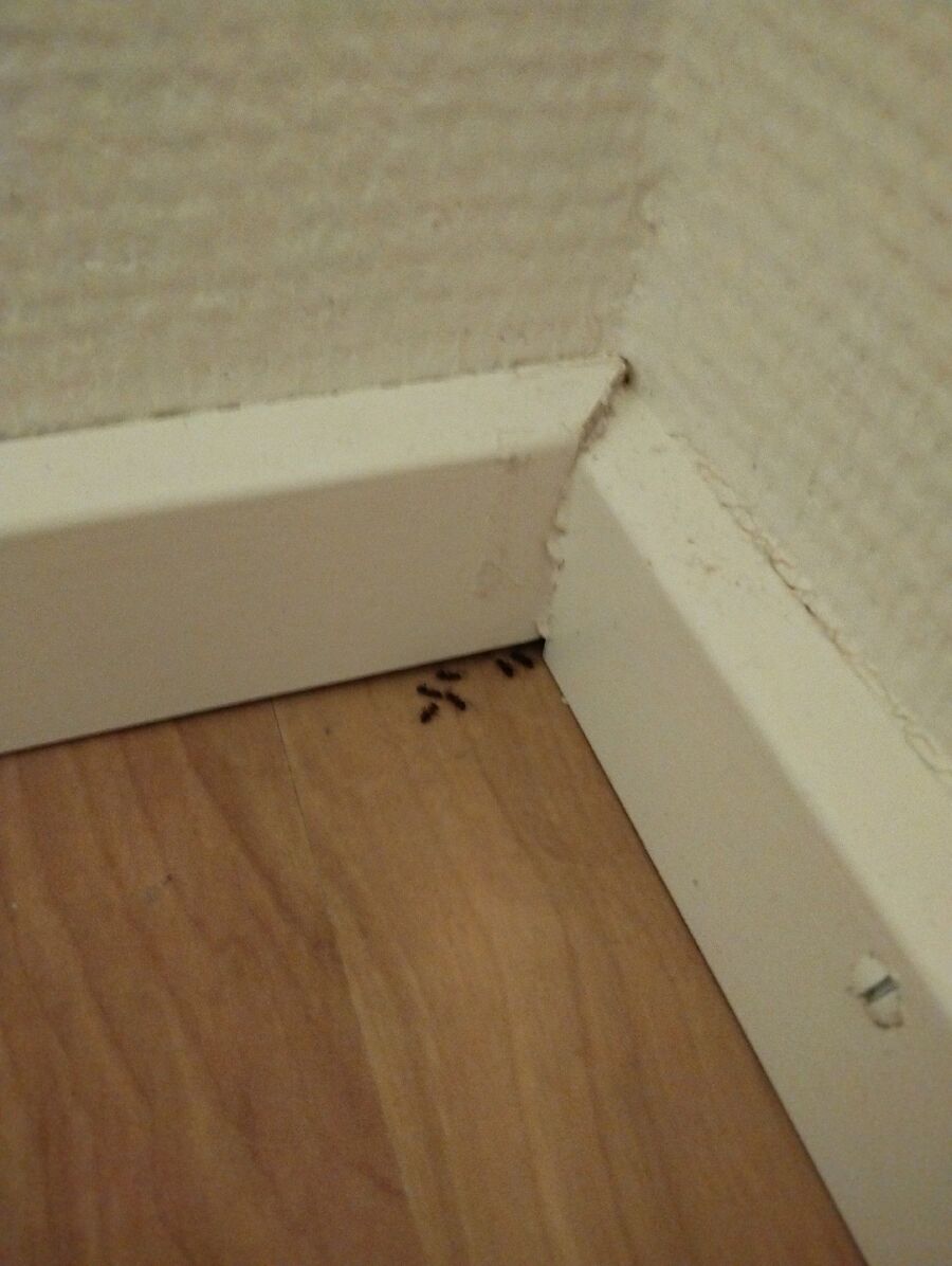 desinfestateur exterminateur-Avry-Einsatzvorbereitung.jpeg