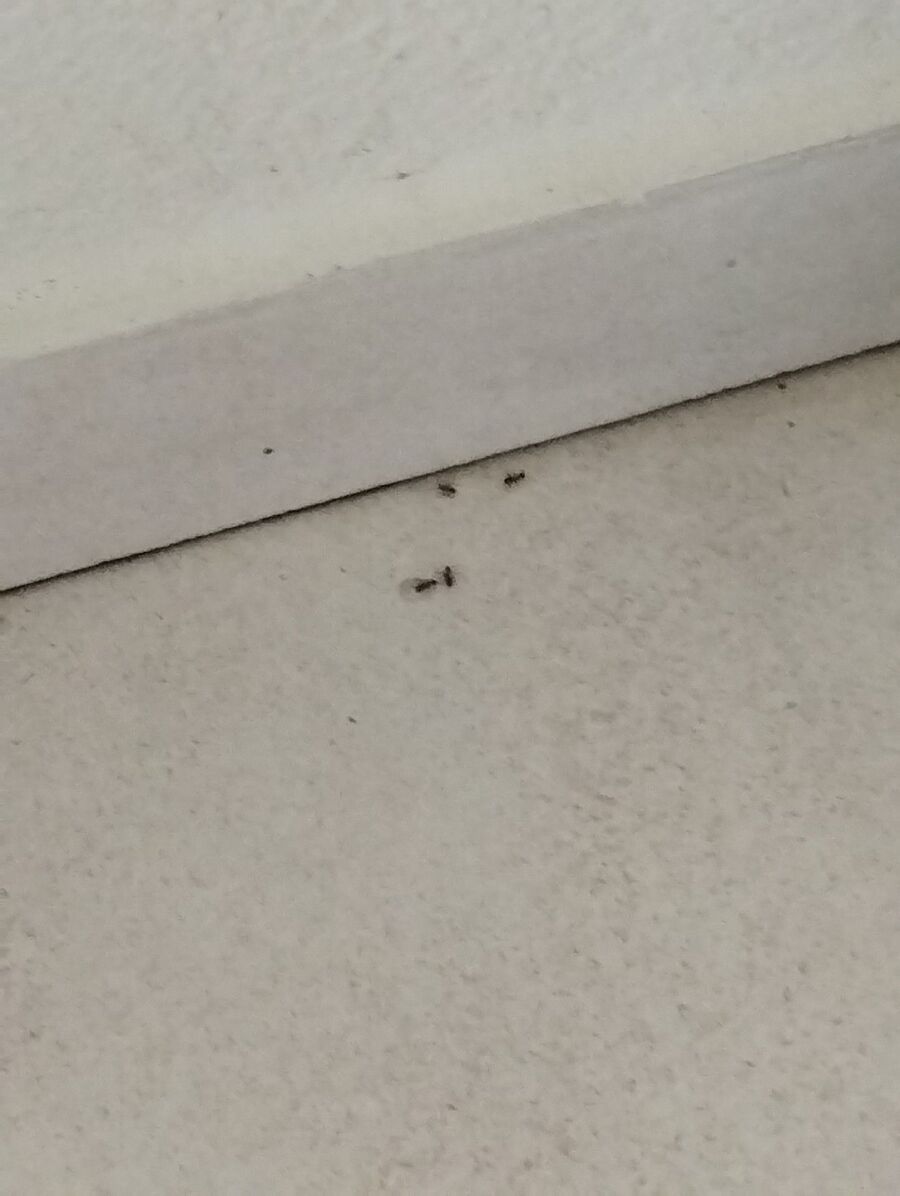 desinfestateur exterminateur-Belmont-Broye-Einsatzvorbereitung.jpeg