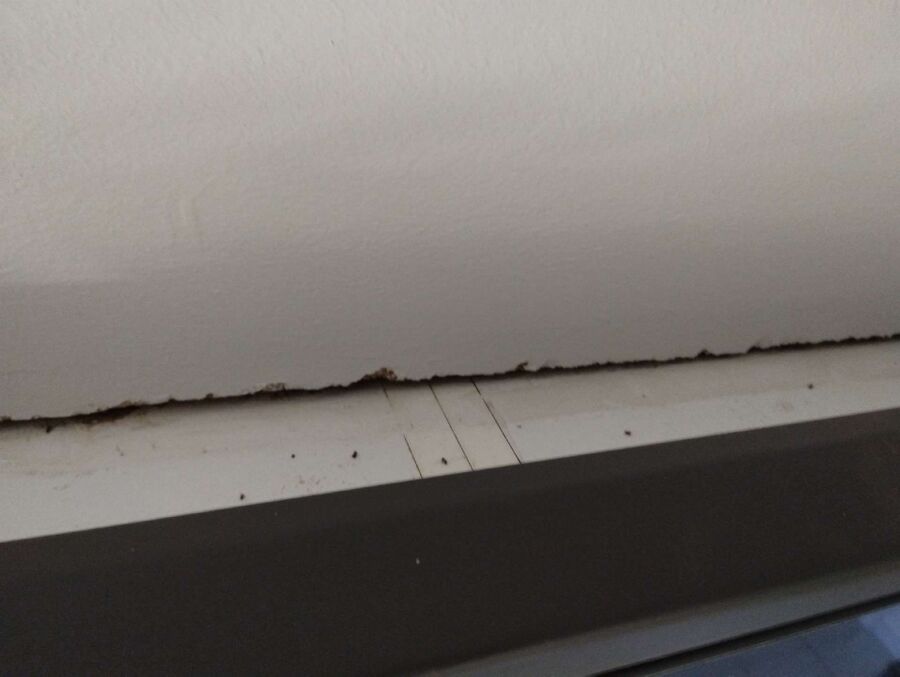 desinfestateur exterminateur-Cheyres-Châbles-Einsatzvorbereitung.jpeg