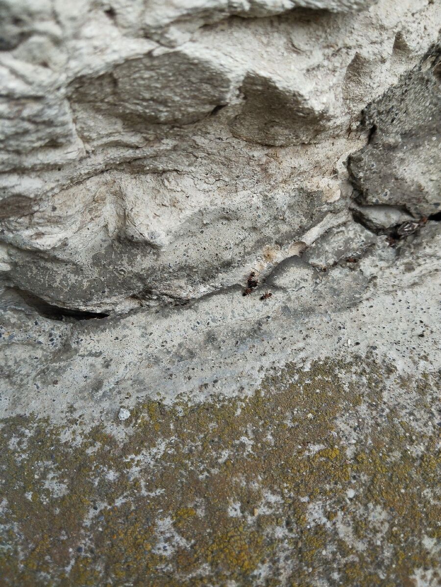 desinfestateur exterminateur-Düdingen-Einsatzvorbereitung.jpeg