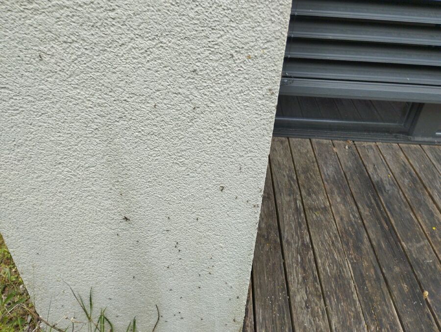 desinfestateur exterminateur-Echarlens-Einsatzvorbereitung.jpeg