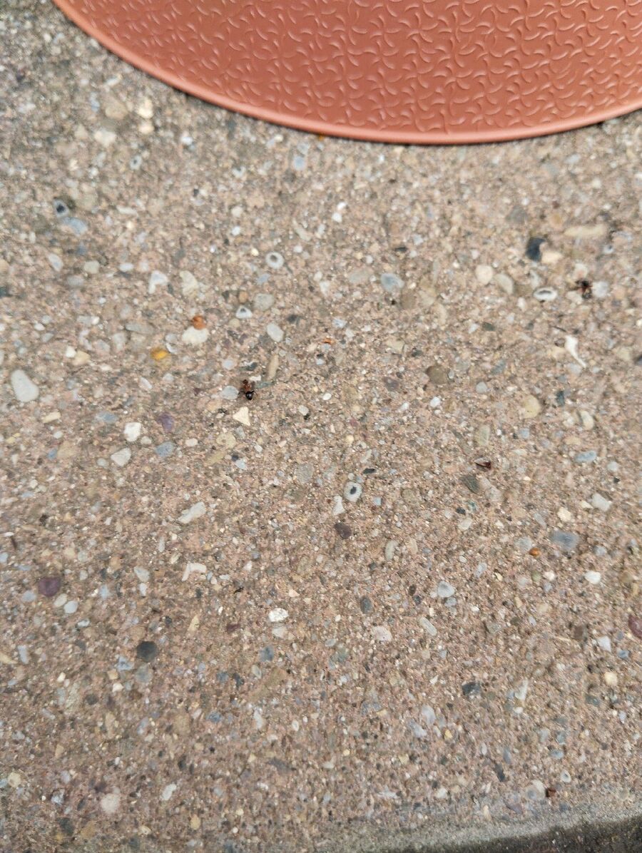 desinfestateur exterminateur-Fribourg-Einsatzvorbereitung.jpeg