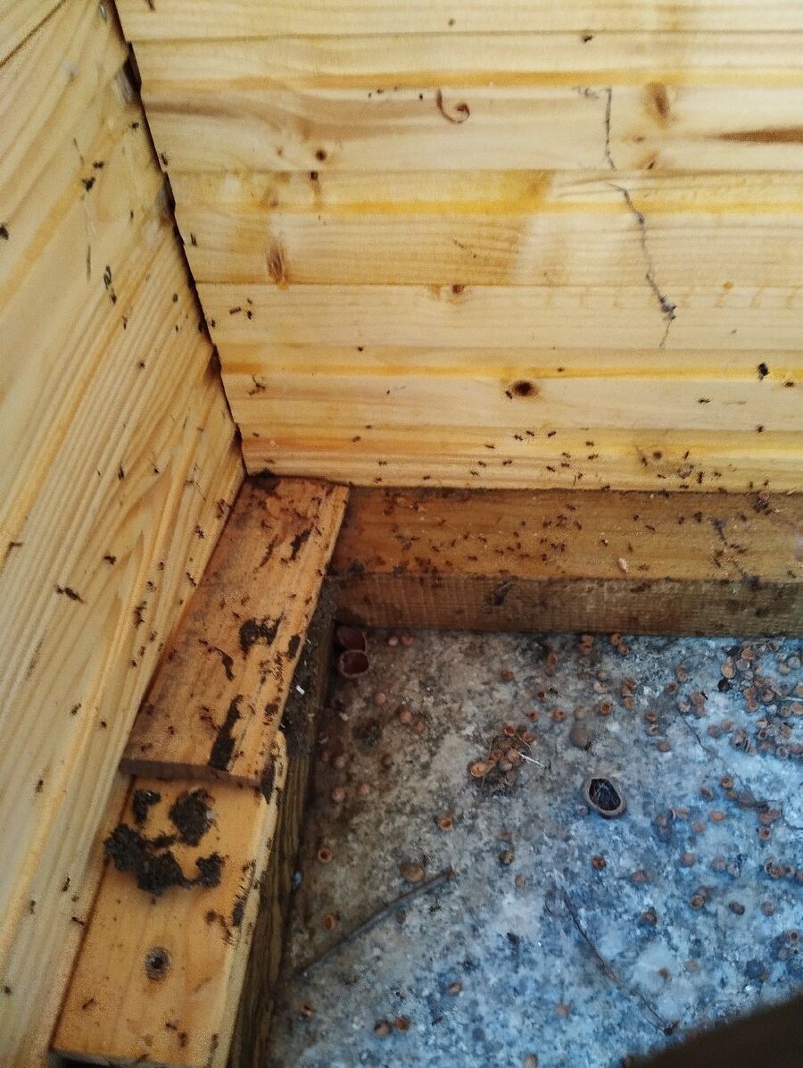 desinfestateur exterminateur-Grandvillard-Einsatzvorbereitung.jpeg