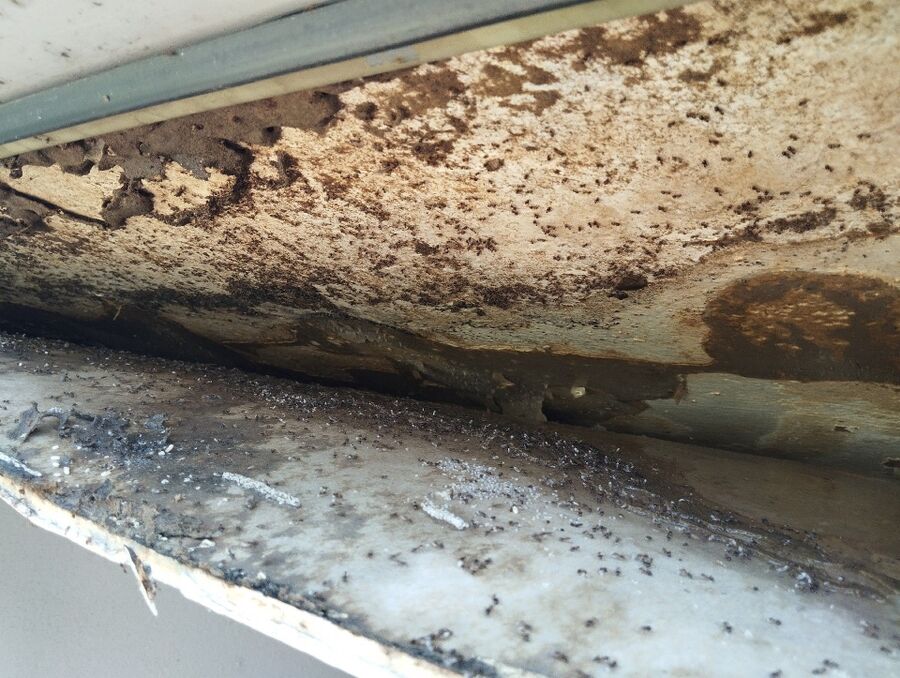 desinfestateur exterminateur-Granges-Paccot-Einsatzvorbereitung.jpeg