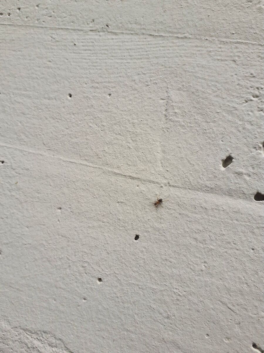 desinfestateur exterminateur-Grangettes-Einsatzvorbereitung.jpeg