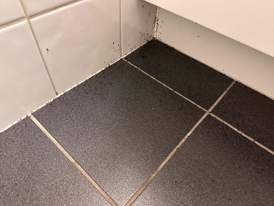 desinfestateur exterminateur-Gruyères-Einsatzvorbereitung.jpeg