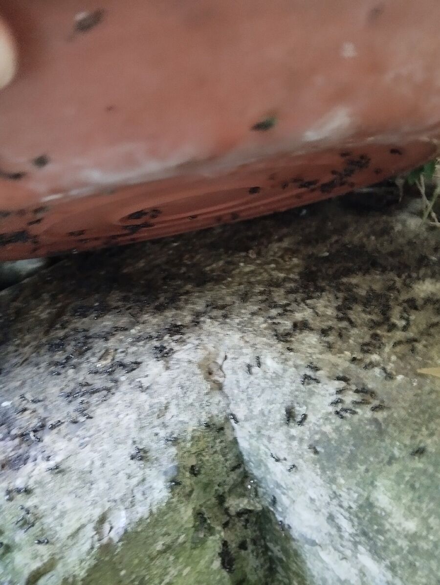 desinfestateur exterminateur-La Sonnaz-Einsatzvorbereitung.jpeg