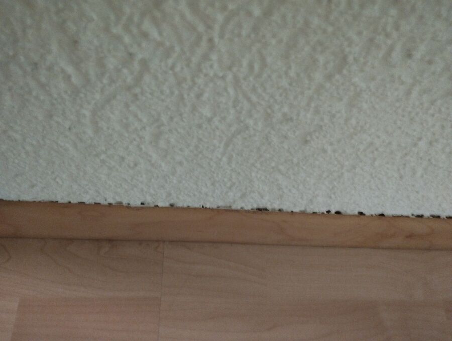 desinfestateur exterminateur-Meyriez-Einsatzvorbereitung.jpeg