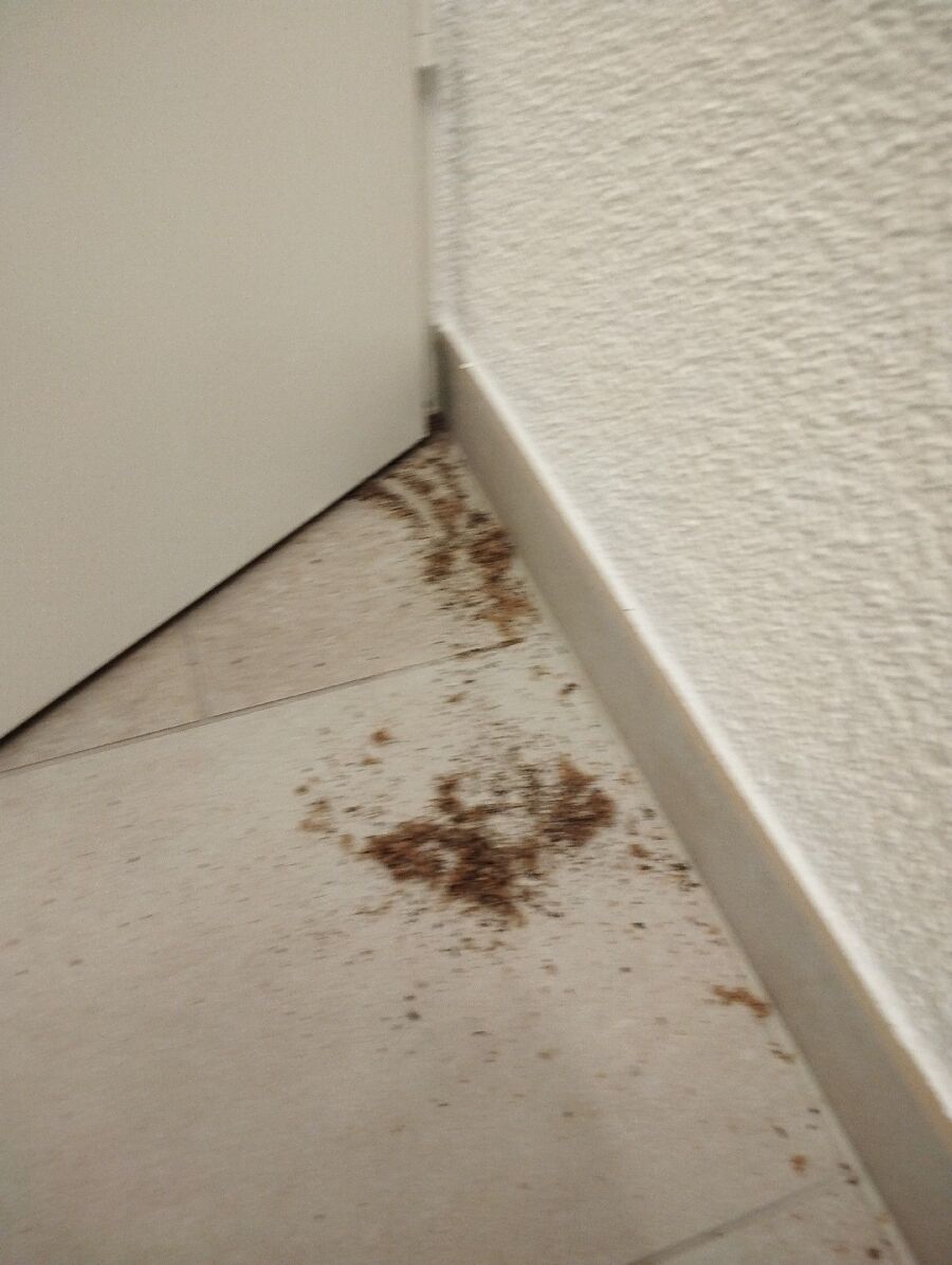 desinfestateur exterminateur-Ponthaux-Einsatzvorbereitung.jpeg