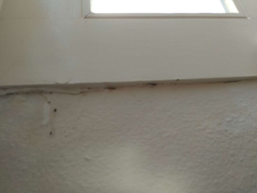 desinfestateur exterminateur-Saint-Aubin (FR)-Einsatzvorbereitung.jpeg