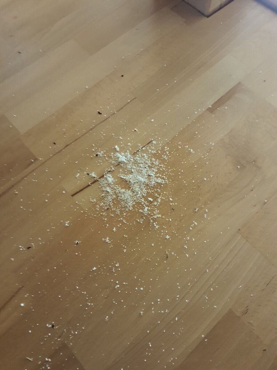 desinfestateur exterminateur-Vallon-Einsatzvorbereitung.jpeg