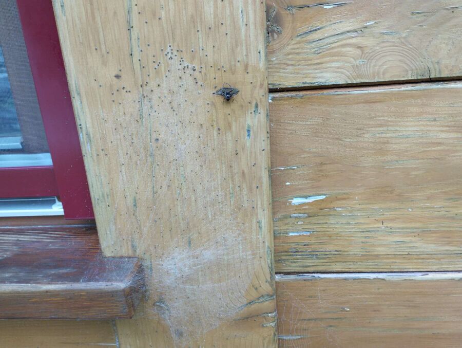 desinfestateur exterminateur-Chêne-Bourg-Einsatzvorbereitung.jpeg