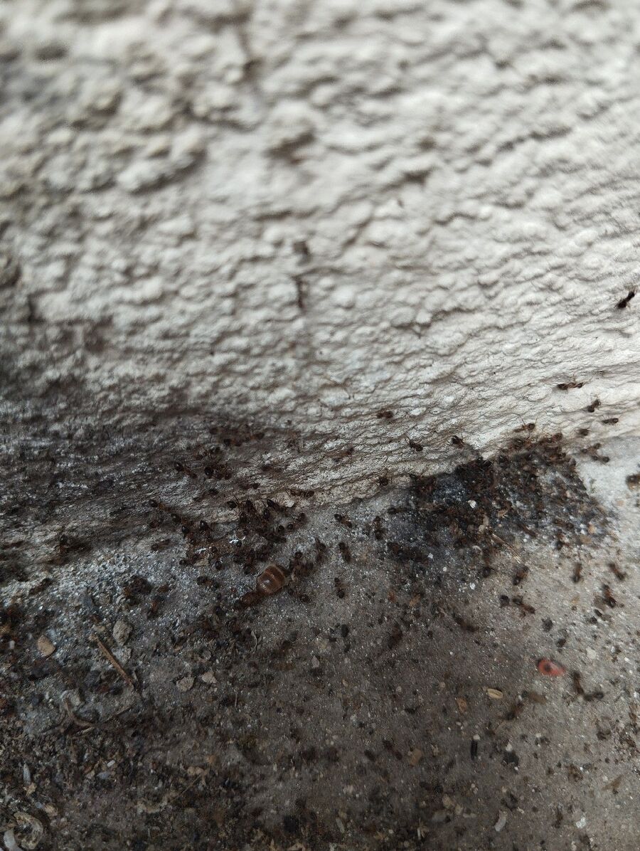 desinfestateur exterminateur-Bercher-Einsatzvorbereitung.jpeg